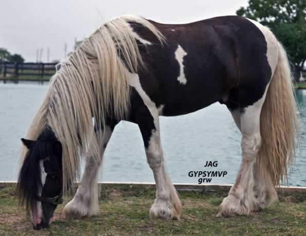 Gypsy Vanner Stallion Named Jag